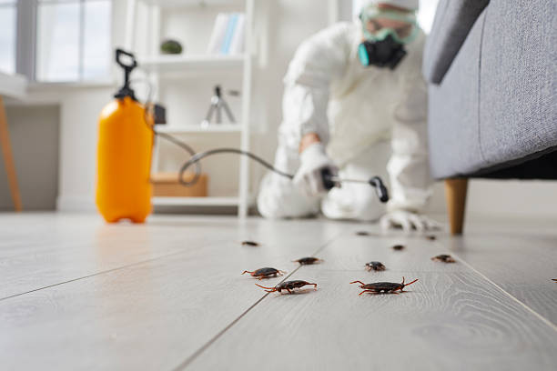 Post-Treatment Bed Bug Interceptor Monitoring in De Soto